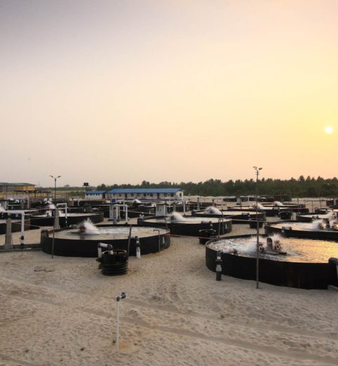 Balık çiftçiliği, Nijerya