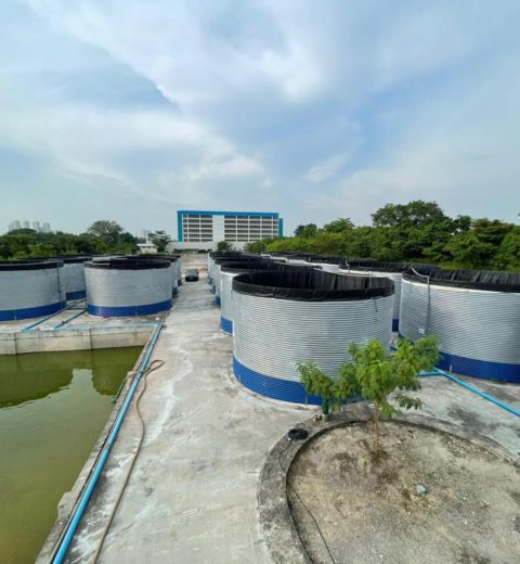 Balık çiftlikleri için su tankları, Singapur