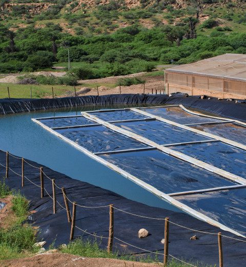 Hidroponik bir çiftlik için havza, Cape Verde
