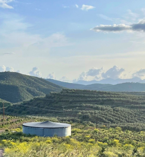 Zeytin ve turunçgiller için su, Yunanistan